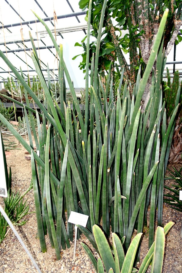 Sansevieria fischeri - Botanischer Garten - Heidelberg, Germany - DSC01345