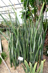 Sansevieria fischeri - Botanischer Garten - Heidelberg, Germany - DSC01345