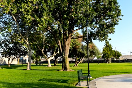 Sara Mendez Park Trees and Picnic Tables, Norwalk, California