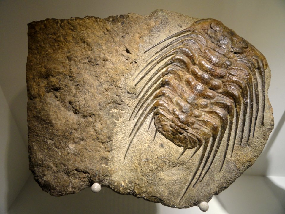 Selenopeltis buchii, Late Ordovician, Lower Ktaoua Formation, Bordj, Tafilalt Region, Morocco - Houston Museum of Natural Science - DSC01686