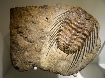 Selenopeltis buchii, Late Ordovician, Lower Ktaoua Formation, Bordj, Tafilalt Region, Morocco - Houston Museum of Natural Science - DSC01686 photo