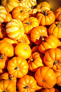 Fall orange october photo