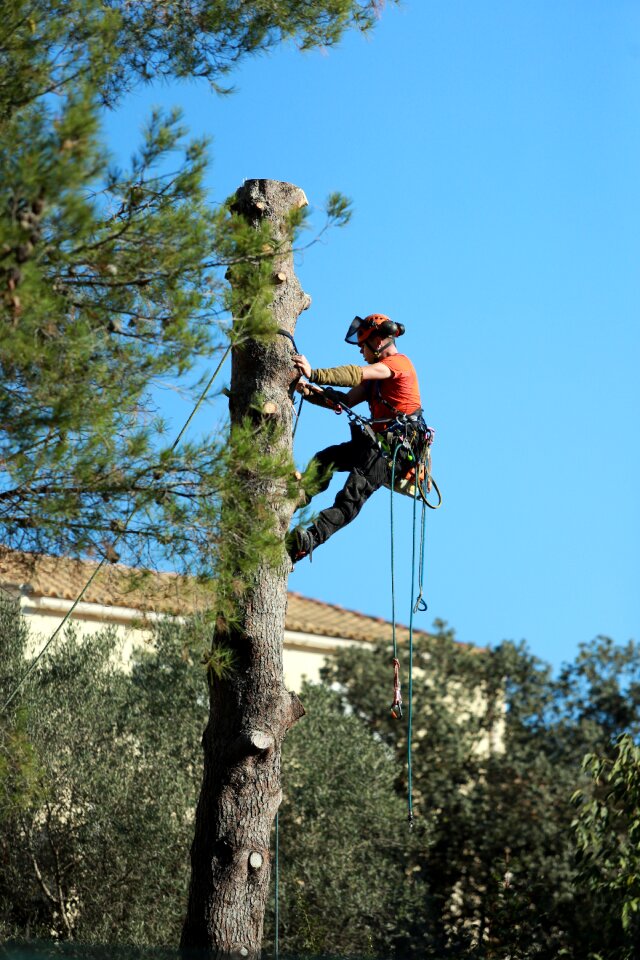 Tree trimming cup limbing