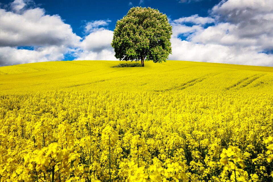 Field of rapeseeds blossom bloom