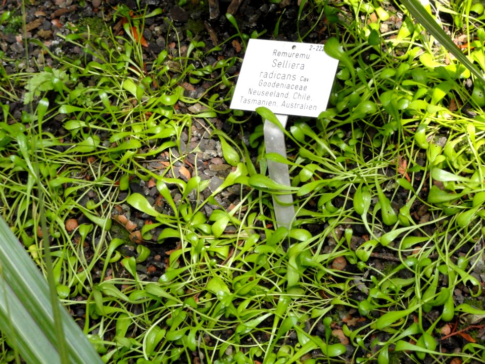 Selliera radicans - Palmengarten Frankfurt - DSC01908