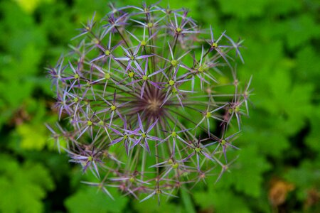 Blossom bloom filigree