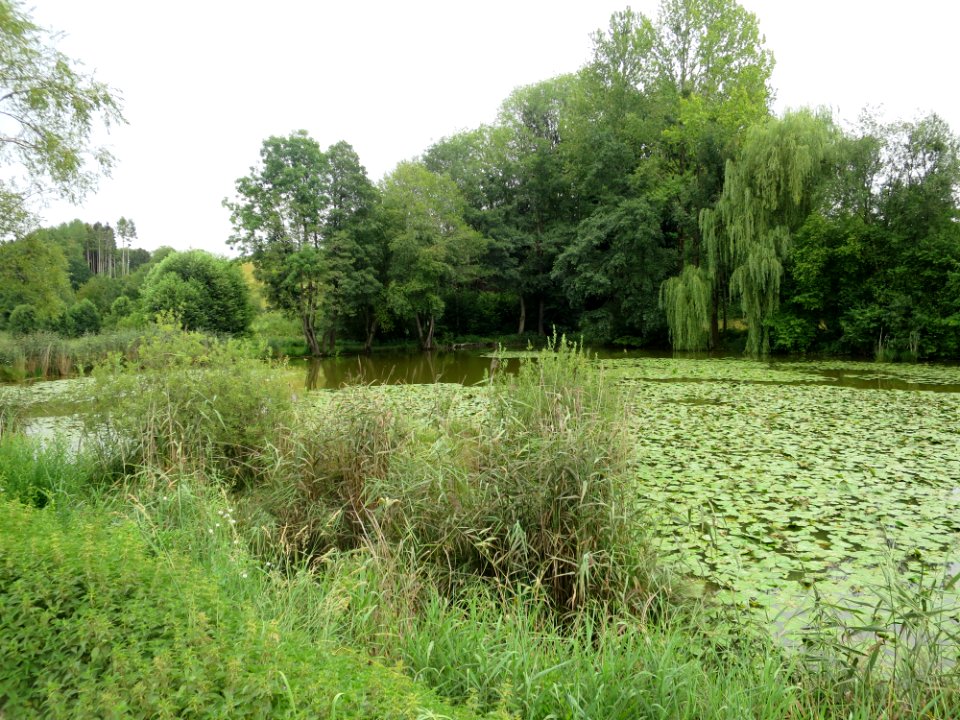 Seeweberweiher Ebersberg 2