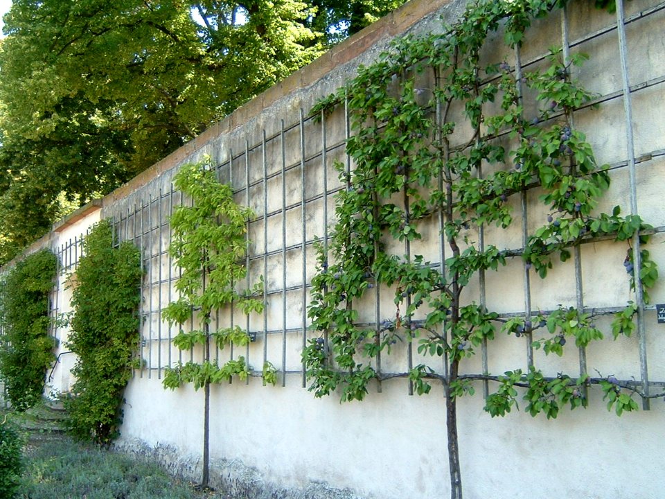 Seligenstadt peng 11