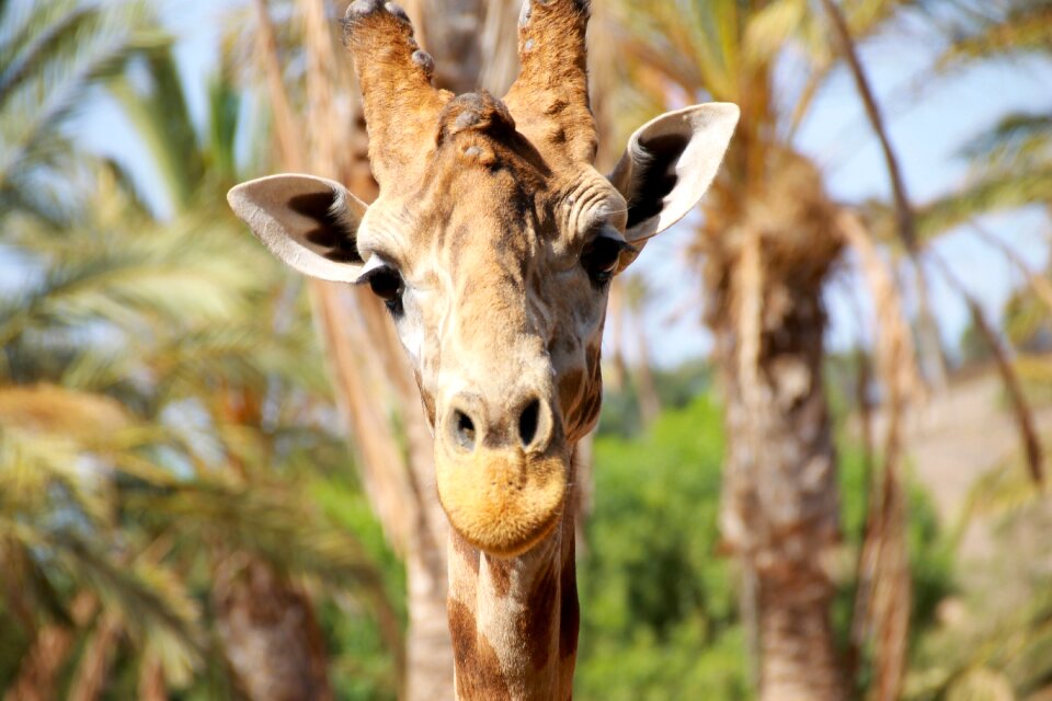 Safari spotted zoo