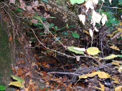 Seebach Leihgraben im Usinger Straßengraben