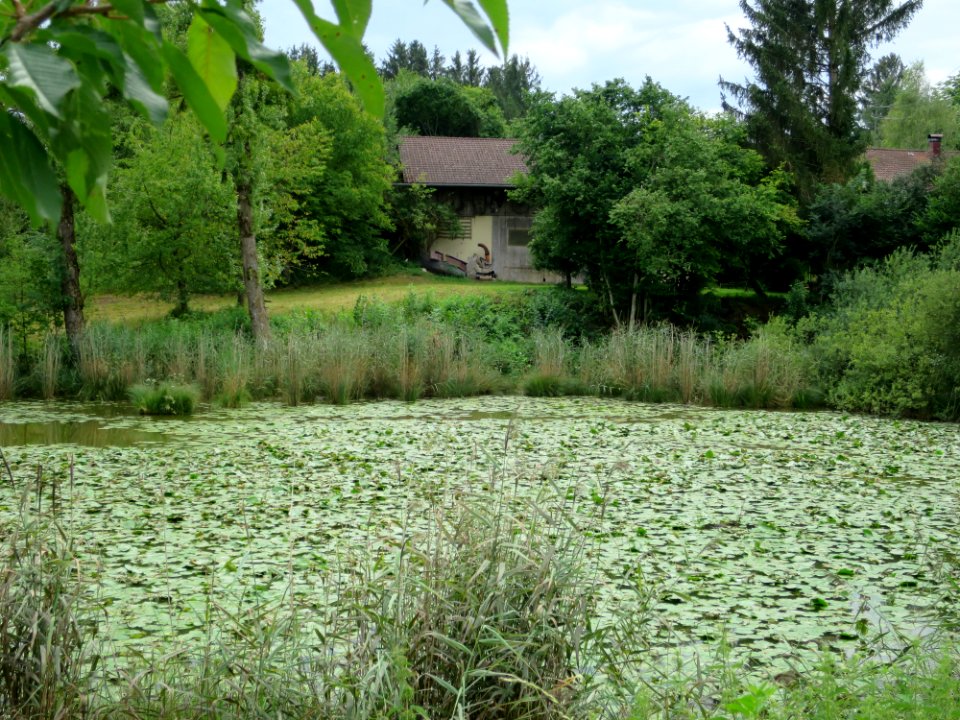 Seeweberweiher Ebersberg 3