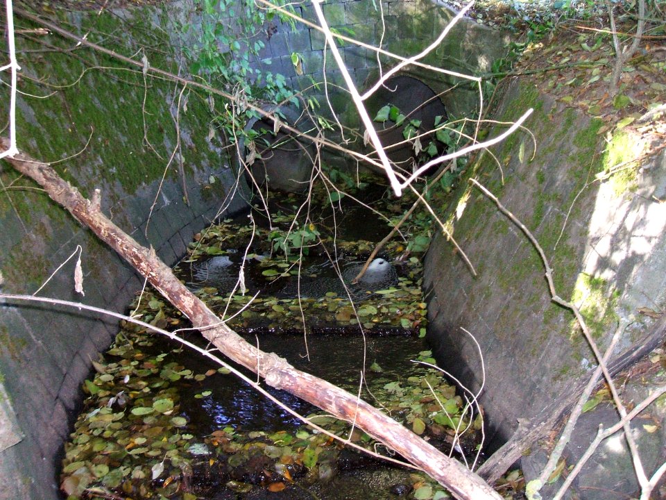 Seebach Leihgraben nördlicher Ast Auslass Usinger