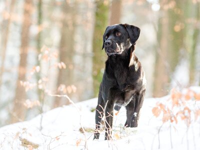 Pet photography out forest photo