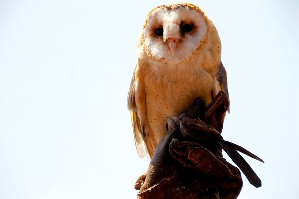 Bird hunter nocturnal