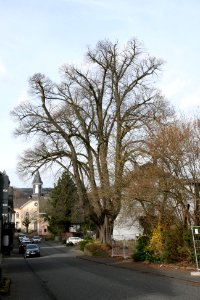 Selters Westerwald Lime Tree Amtsstrasse