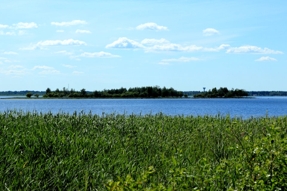 Selkäkari Oulu 20140701
