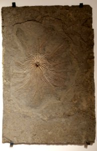 Seirocrinus sp. - Naturhistorisches Museum, Braunschweig, Germany - DSC05077