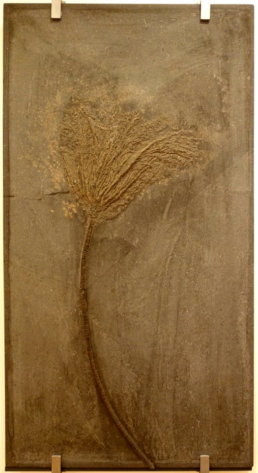 Seirocrinus subangularis - Naturhistorisches Museum, Braunschweig, Germany - DSC05270