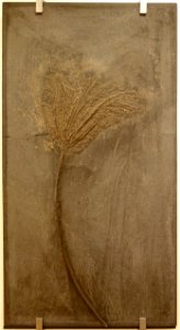 Seirocrinus subangularis - Naturhistorisches Museum, Braunschweig, Germany - DSC05270