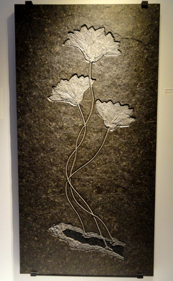 Seirocrinus subsingularis, view 1, Jurassic, Hlzmaden Black Shale Formation, Holzmaden, Germany - Houston Museum of Natural Science - DSC01836