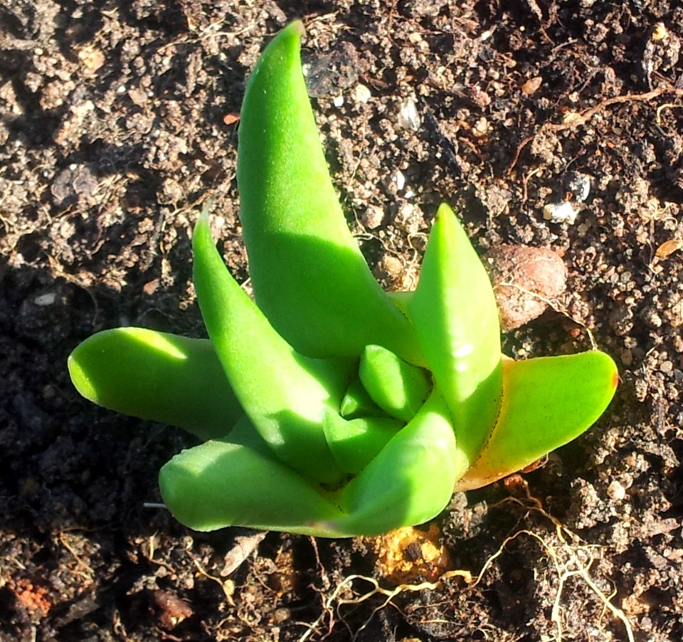 Seedling Haworthia marginata - Drew variety 3