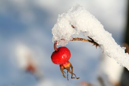 Winter frost cold