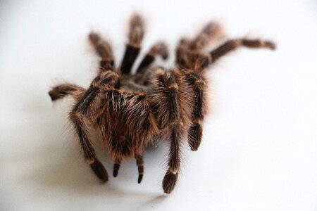 Nasty fear spider