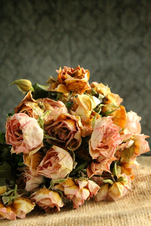 Bouquet dry fade