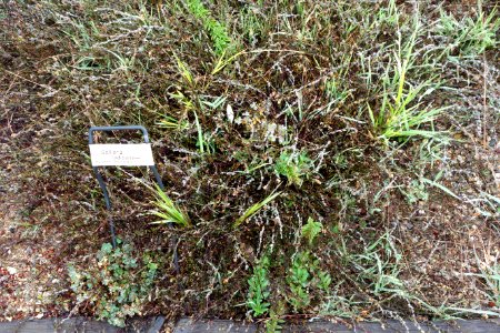Selliera radicans - UC Santa Cruz Arboretum - DSC07571