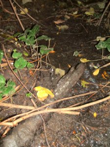 Seebach Leihgraben Graben Ulmenweg Pilze