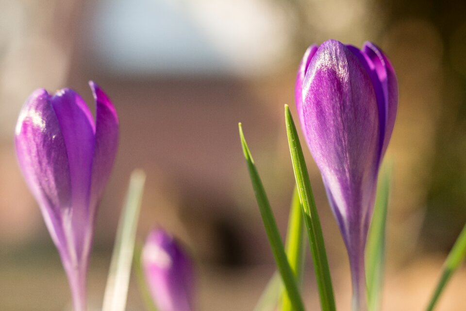 Purple violet blossom