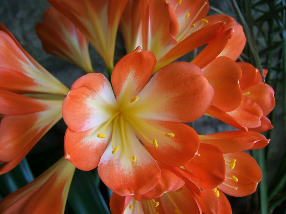 Flowers orange flower bloom
