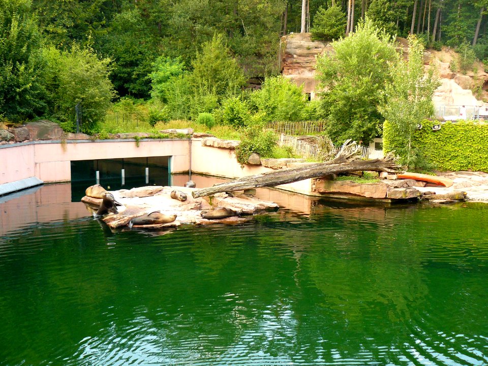 Seelöwenanlage Nürnberg