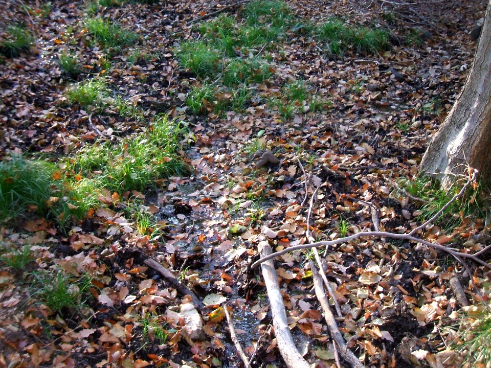 Seebach Leihgraben Engelsborn