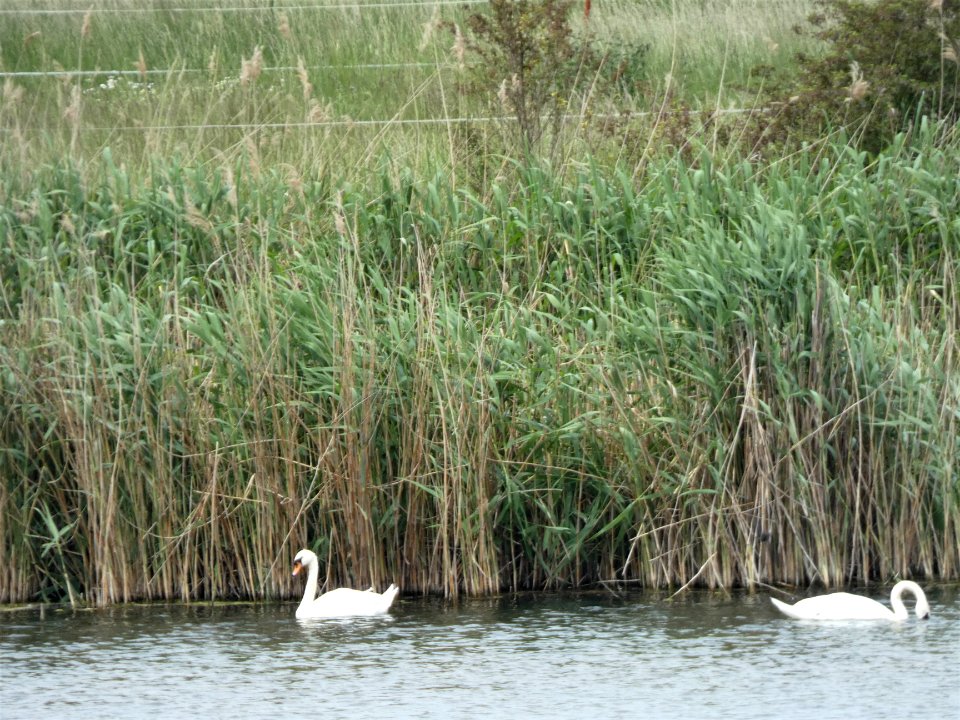 Seebener Teich, Halle (Saale) (3)