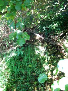 Seebach Leihgraben Ablauf Quelltopf