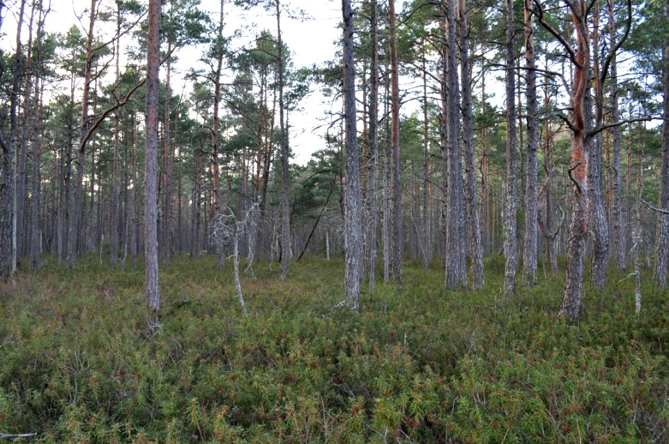 Segelstamosse - skvattrammyr