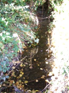 Seebach Leihgraben nördlicher Ast zum Einlass Usinger