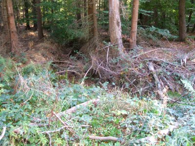 Seebach Leihgraben Flutmulde D
