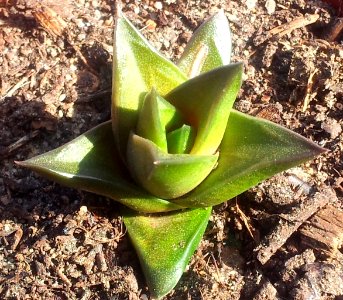 Seedling Haworthia marginata - Heidelberg variety 3
