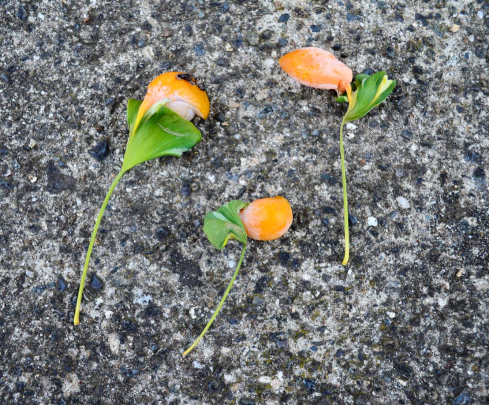 Seeds of Ohatsuki Icho of Ryotokuji
