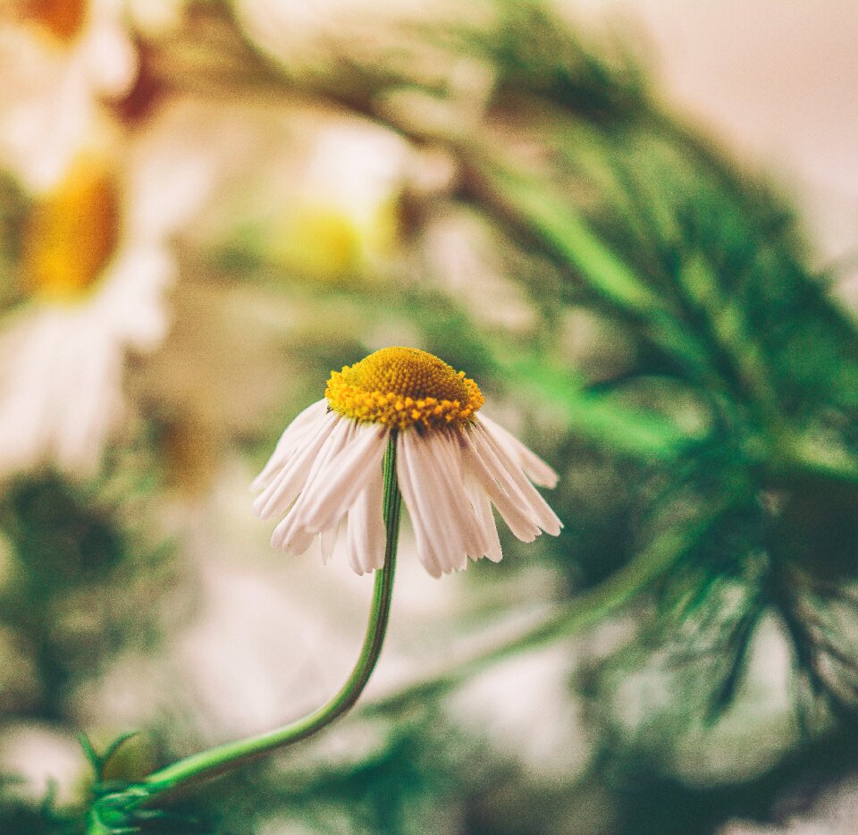 White summer floral