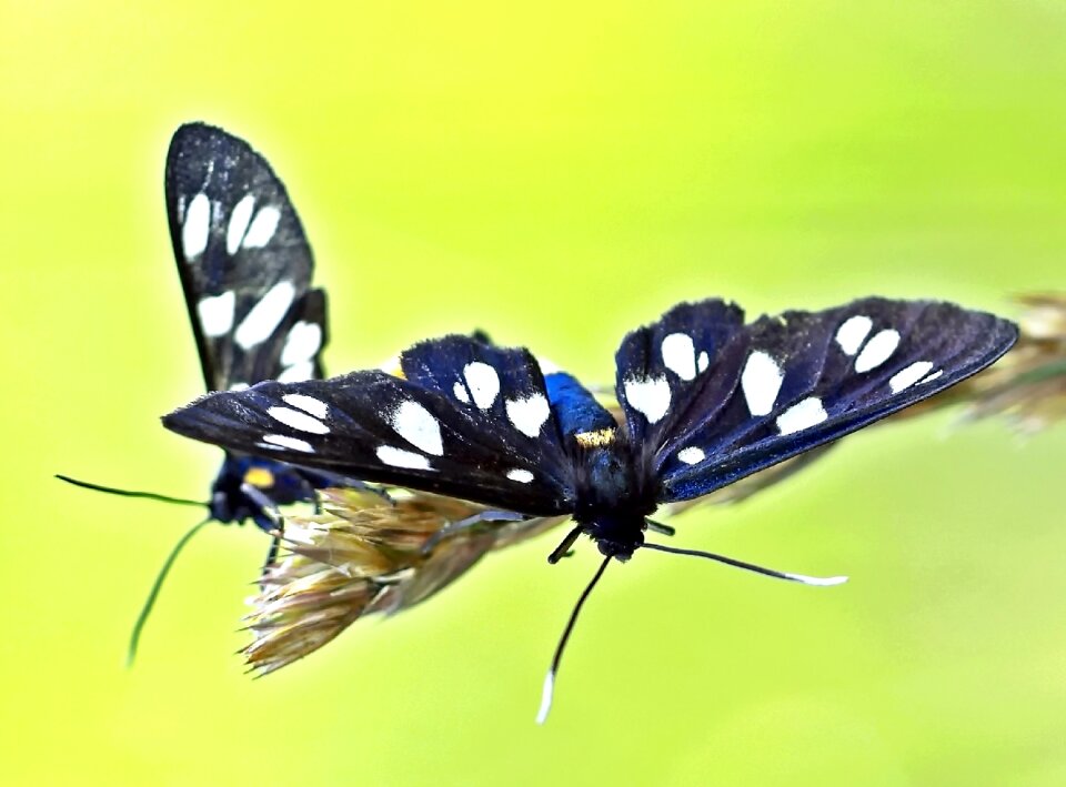 Bear spinner butterfly creature