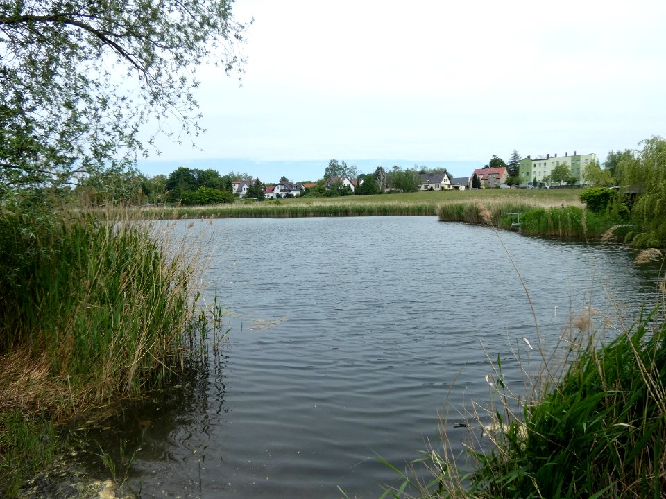 Seebener Teich, Halle (Saale) (2)