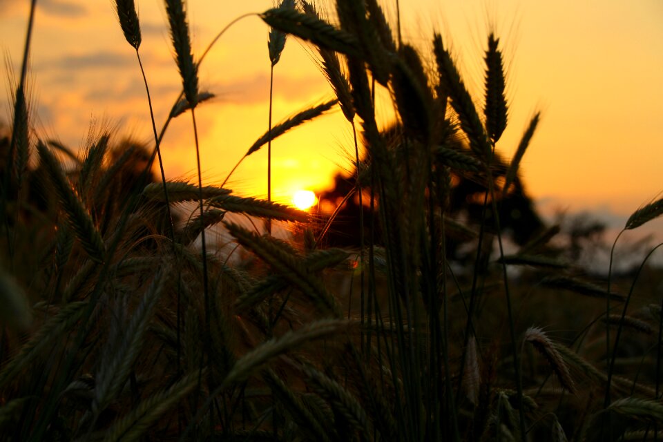 Abendstimmung summer nature