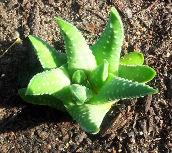 Seedling Haworthia marginata - Drew variety 2