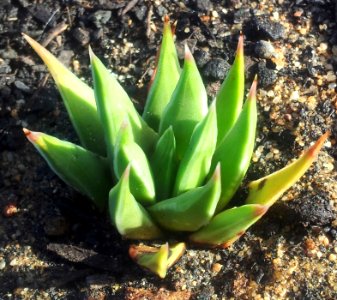 Seedling Haworthia marginata - Drew variety 1