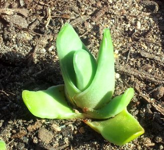 Seedling Haworthia marginata - Heidelberg variety 2