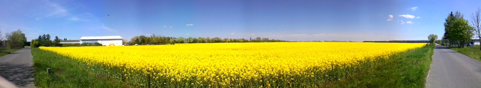 Seehausen - Rapsfeld am S9 Flaeming-Skate (Pano) 2016