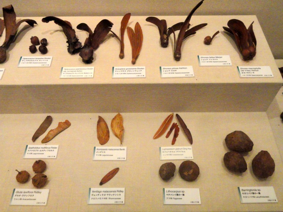 Seeds - Kyoto University Museum - DSC06469